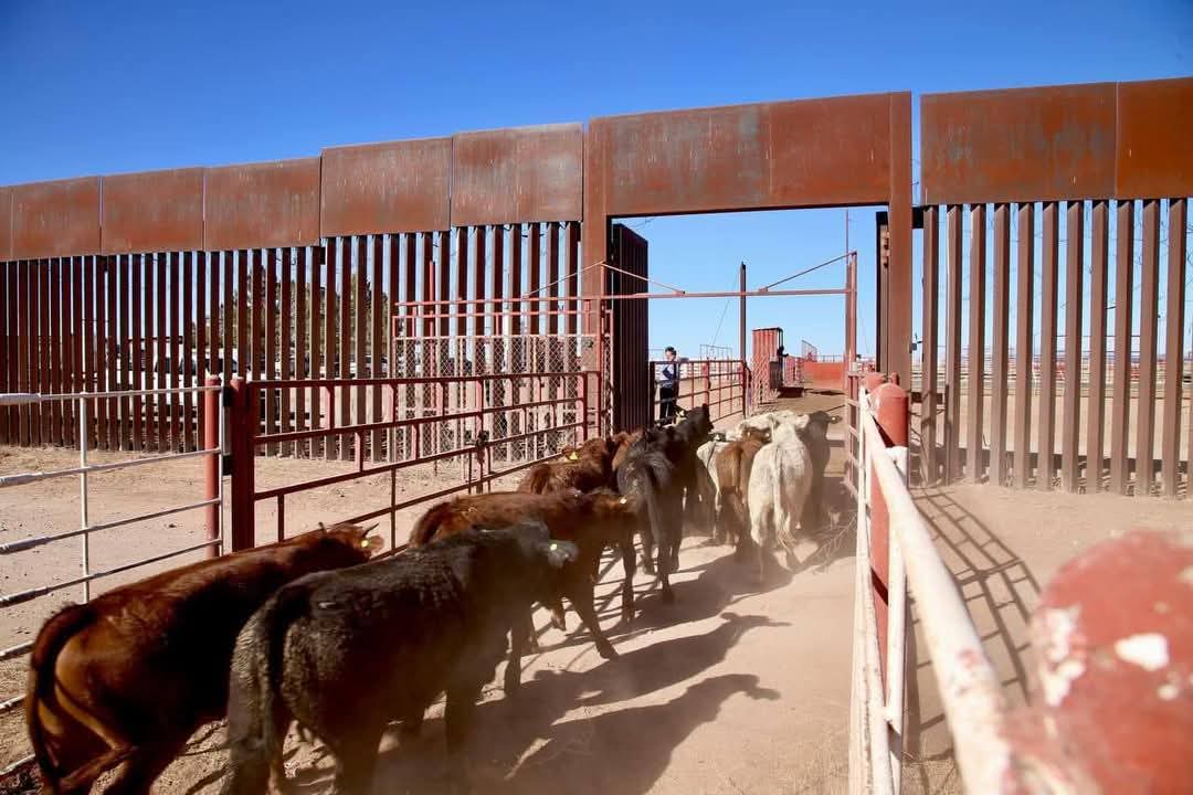 ¡Buena noticia para el campo mexicano! Se reactiva la exportación de ganado en pie hacia Estados Unidos